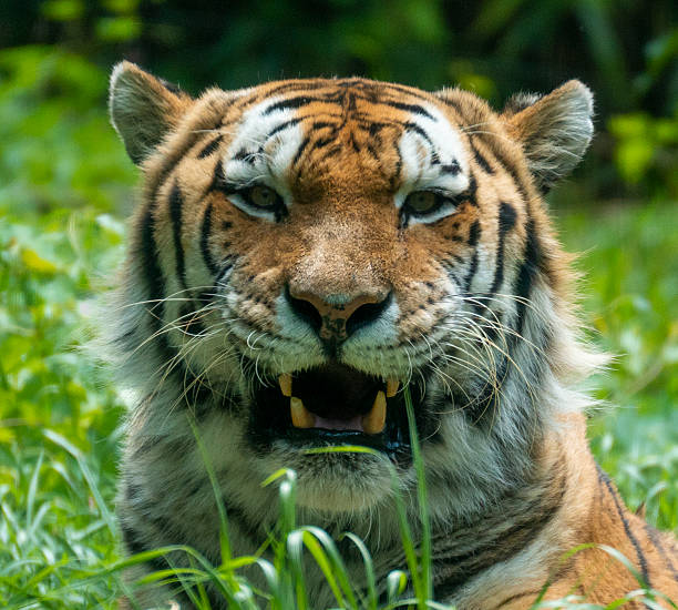 close-up of a tiger with wide opened mouth