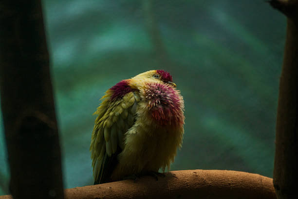 A vibrant Thick-billed Green Pigeon (Treron curvirostra) perched quietly on a branch, its stunning magenta breast and yellow-green plumage glowing softly in the filtered jungle light. The bird’s puffy feathers and peaceful posture capture the rich biodiversity and color of Southeast Asian rainforests. Perfect for editorial, conservation, or nature art projects highlighting exotic birds and tropical ecosystems.