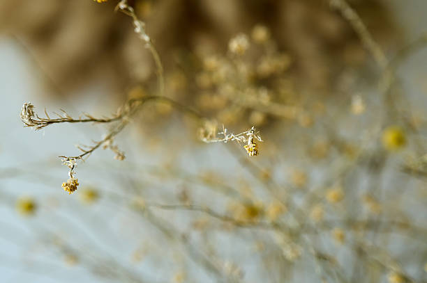 Delicate dried flowers creating a serene ambiance