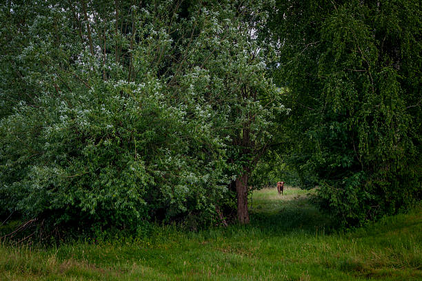 Small cow visible through a narrow opening in dense greenery and trees, in a quiet rural setting.