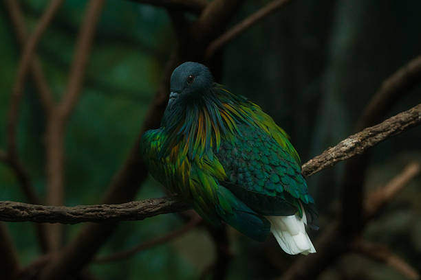 istock Nicobar Pigeon Perched in Tropical Forest 2227938365