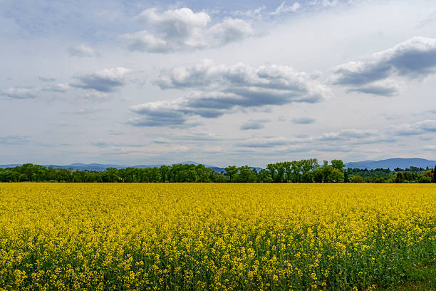 istock Blooming rapeseed field with forest, mountains and cloudy sky 2227938513