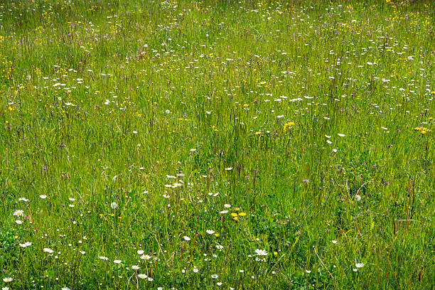 A vibrant wildflower meadow in full bloom, filling the entire frame with natural colors and textures.