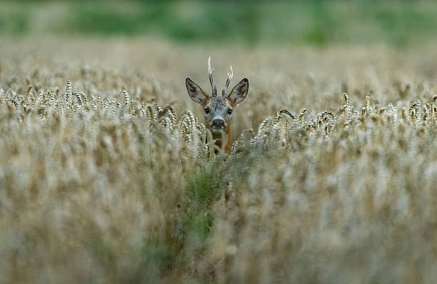 istock Beautiful strong roebuck (Capreolus capreolus) 2227938591
