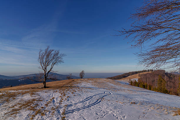A peaceful spring hillside with patches of melting snow, a solitary tree, distant mountains, and a calm sky.