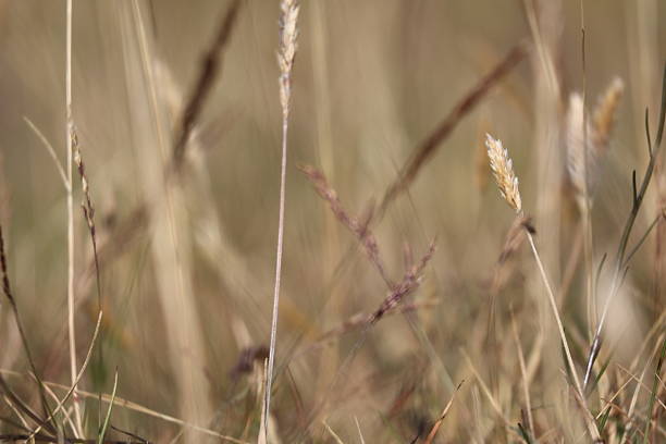 Close-up of Textured Coastal Grasses and Seed Heads.A shallow depth-of-field photograph showcasing the intricate textures and natural colors of dried coastal grasses and seed heads against a blurred background