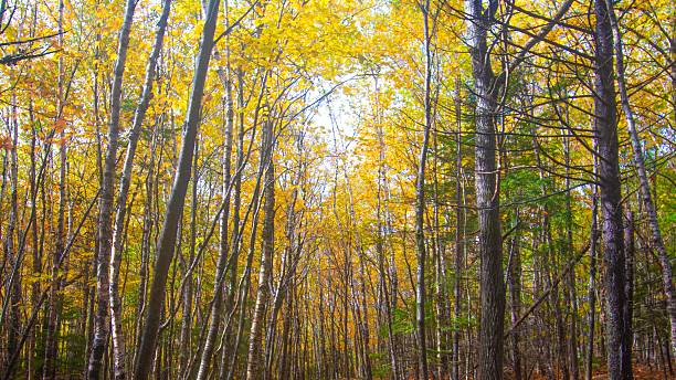 istock Shenandoah National Park Landscape 2227938856