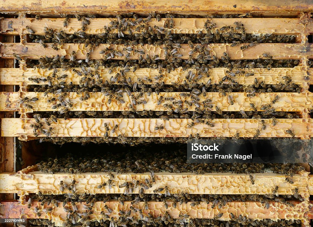 Bees Den Bees On Honeycomb Frame Working Inside Beehive Stock Photo - Download ...