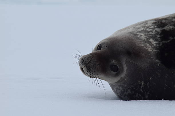 istock A Weddell seal on the ice in Antarctica 2227939447