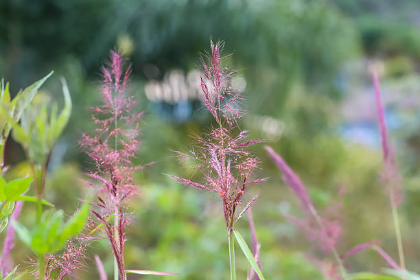 nature green plant background