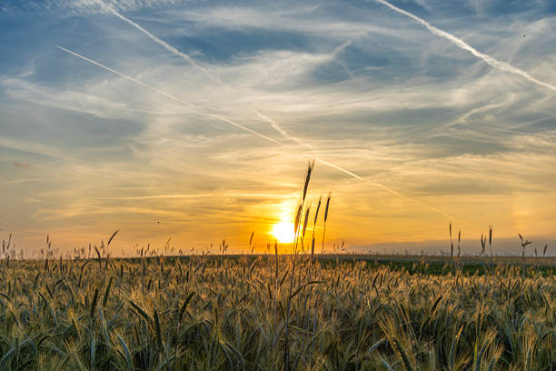 A serene agricultural field bathed in sunrise hues, with rows of healthy, green crops stretching towards the horizon under a clear sky.