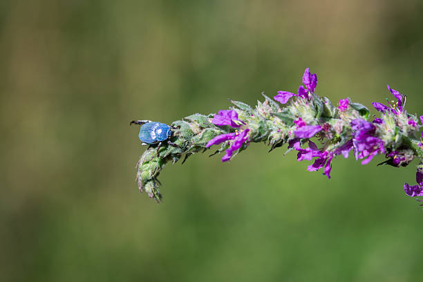 Blue beetle hoplia coerulea on a purple flower