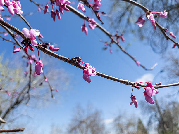 Beautiful pink blossoms emerging on an eastern redbud tree against a vibrant blue sky, capturing the essence of springtime renewal
