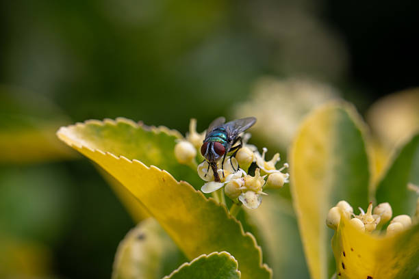 Green fly on a flower of spindle tree or euonymus a shrub that attracts flies