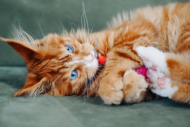 istock ginger Maine-Coon kitten playing at home 2227947765