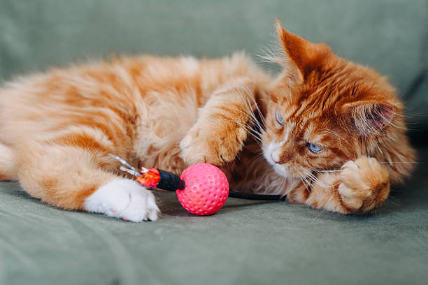 istock ginger Maine-Coon kitten playing at home 2227947766