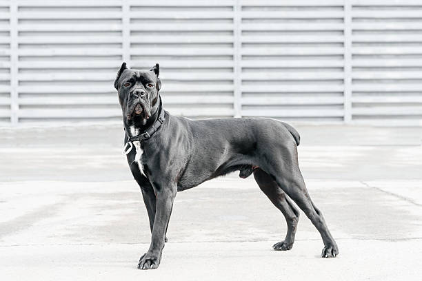 istock black dog sits in city park 2227947784