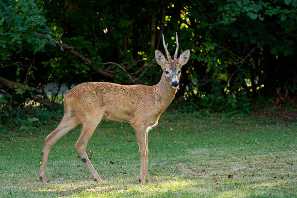 Roe Deer (Capreolus capreolus), Cracking old buck