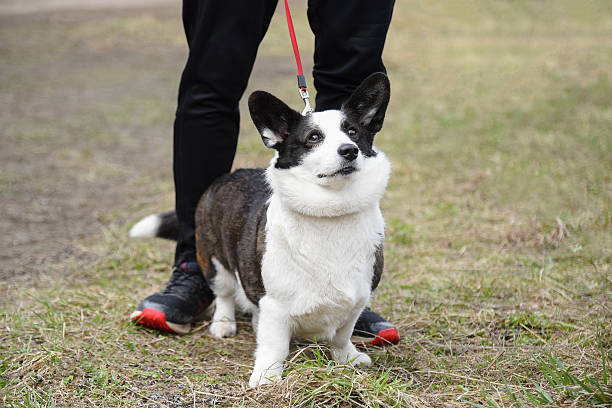 istock small black and white corgi dog walks with owner 2227948056