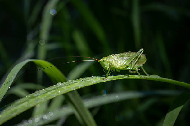 istock Grasshopper closeup on green leaf 2227949645