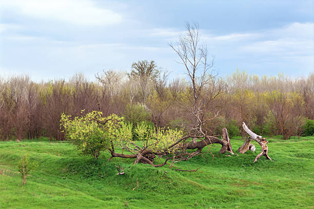 Serene scene of a meadow dotted with a fallen trees in the spring season. Behind it, a dense forest of bare trees creates a stark seasonal contrast of springtime