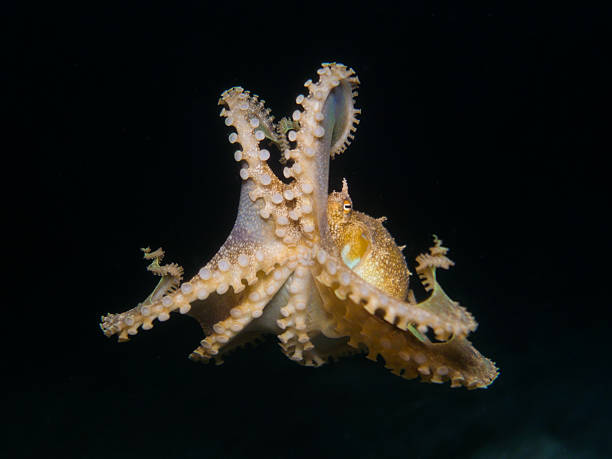 istock Playful octopus in mid-water 2227952368