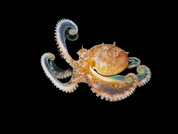istock Playful octopus in mid-water 2227952378