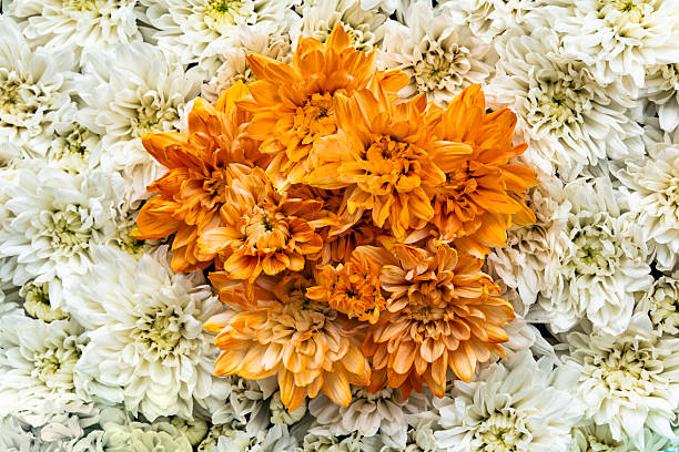 pure white chrysanthemums. The flowers are densely packed, displaying their fluffy petals and bright yellow centers.