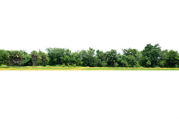 istock Green trees isolated on white background forest and summer foliage for both print and web with cut path . 2227956953