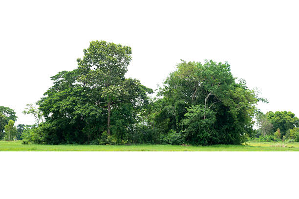 istock Green trees isolated on white background forest and summer foliage for both print and web with cut path . 2227956954