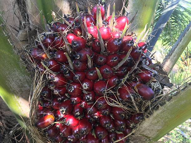 istock Palm Oil at Kalimantan Plantation 2227958721