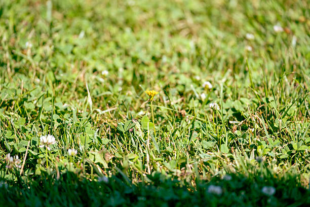 Bright yellow flower standing tall in green grass during sunny day