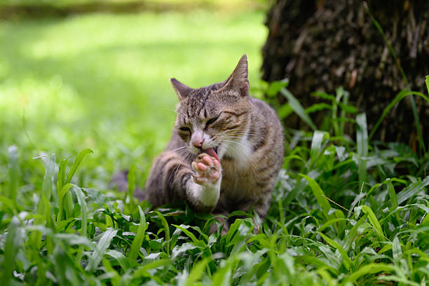 The cat sits on the grass and licks its paws.