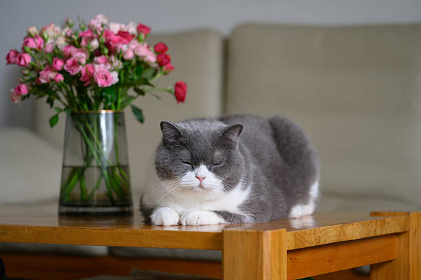 istock British shorthair cat lying on table 2227959552