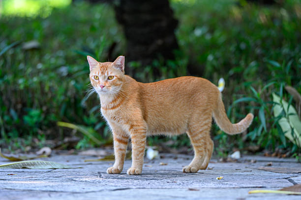 istock Orange cat walking in the garden 2227961156