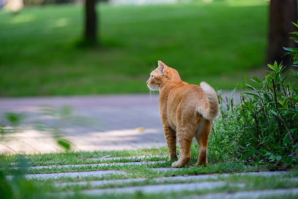 istock Orange cat walking in the garden 2227961166