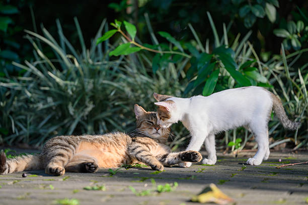 istock Two cats getting along well in the park 2227961174