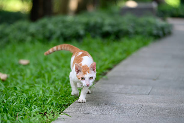 istock The cat is walking in the park. 2227961196
