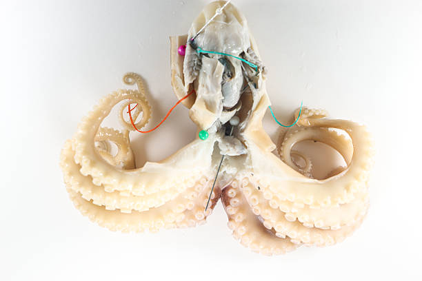 Internal and external structure of a squid in a biological laboratory.