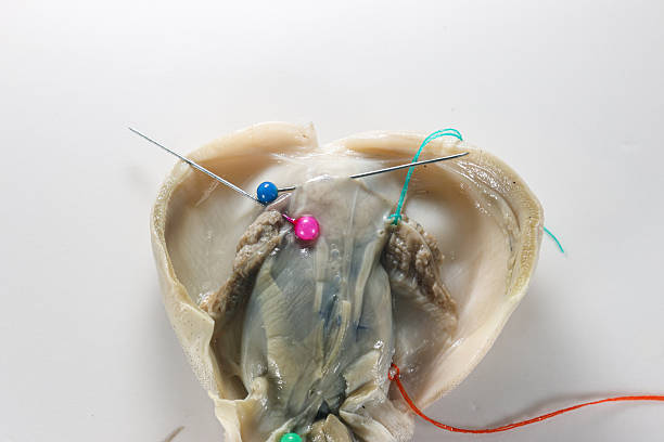 Internal and external structure of a squid in a biological laboratory.