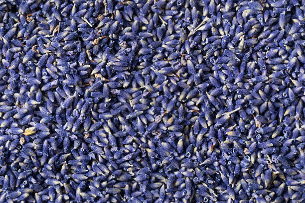 Raw Purple Organic Lavender Herbs in a Bowl for Cooking