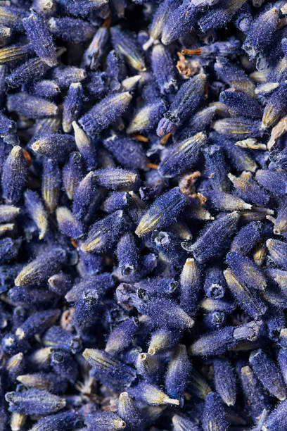 istock Raw Purple Organic Lavender Herbs 2227963279