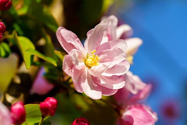 Malus micromalus, also known as Chinese crabapple or Midget crabapple, is a widely planted tree in parks in China, which is famous of its beautiful flowers blooming in spring with various colors.