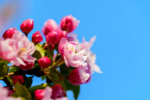 Malus micromalus, also known as Chinese crabapple or Midget crabapple, is a widely planted tree in parks in China, which is famous of its beautiful flowers blooming in spring with various colors.