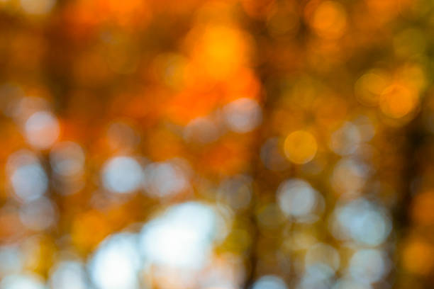 Autumn blur background with foliage. Vibrant fall leaves in soft bokeh light. Yellow maple leaf falling in natural sunlight. Abstract defocused forest with orange tones. Blurred park with colorful fall leaves