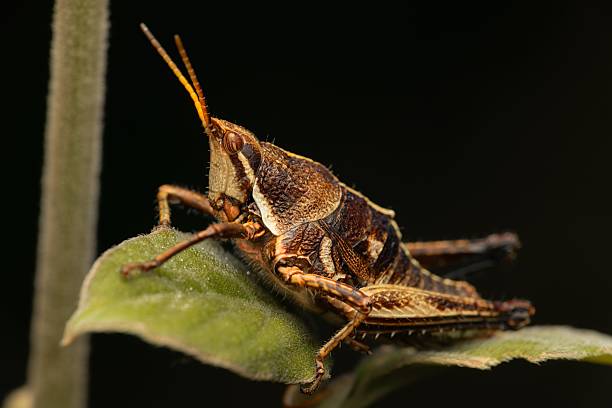 A close-up of a grasshopper perched on a green leaf against a dark background, showcasing its detailed texture and natural habitat.