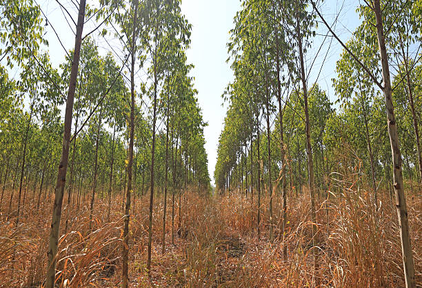 Eucalyptus tree plantation landscape for background.