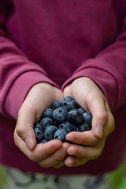 istock Fresh ripe blueberries in child hands 2227969932