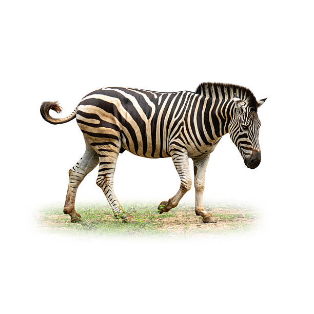 istock Zebra walking gracefully on grassy ground, showing its distinctive black and white stripes, isolated on white background 2227971076