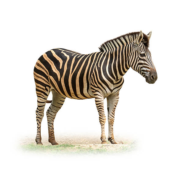 Full-body image of a zebra in a relaxed standing pose, with vivid black and white stripes, isolated on a clean white backgroundideal for wildlife, safari, or educational content.